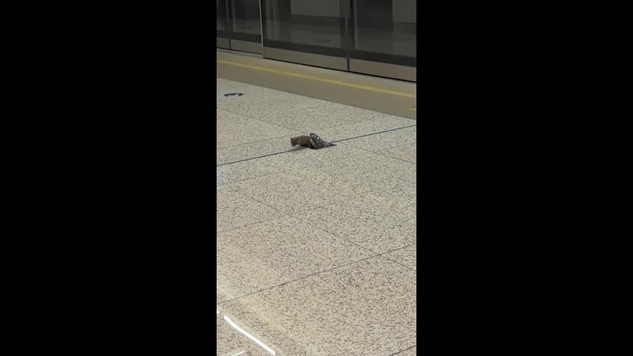 Weasel emerges from drain and wanders through subway station in China