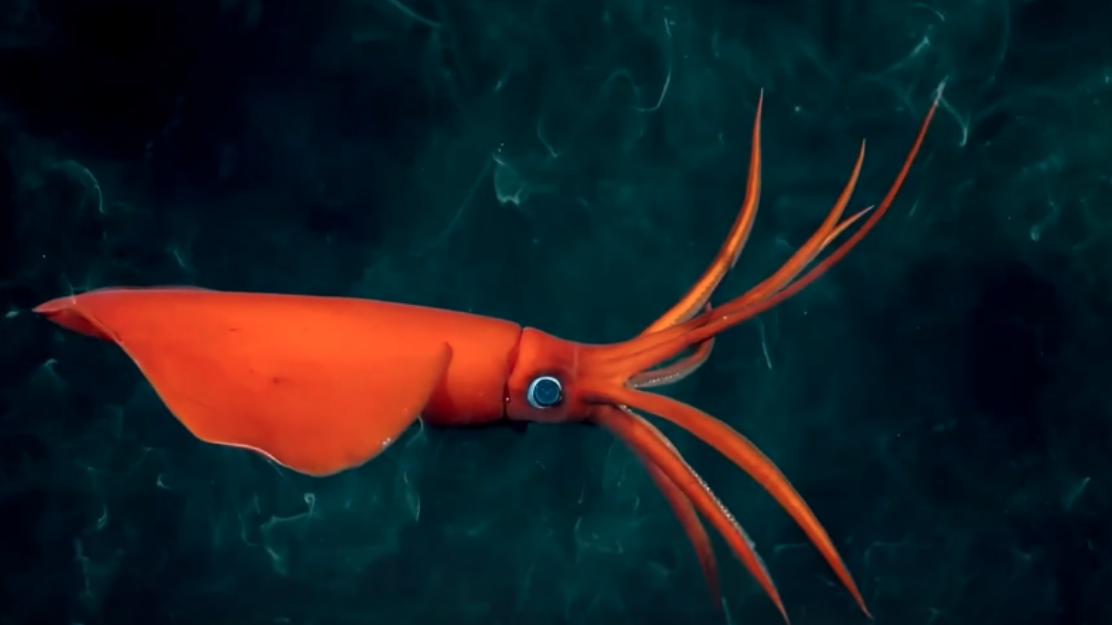 Scientists film a deep-sea fish living at record-breaking ocean depths