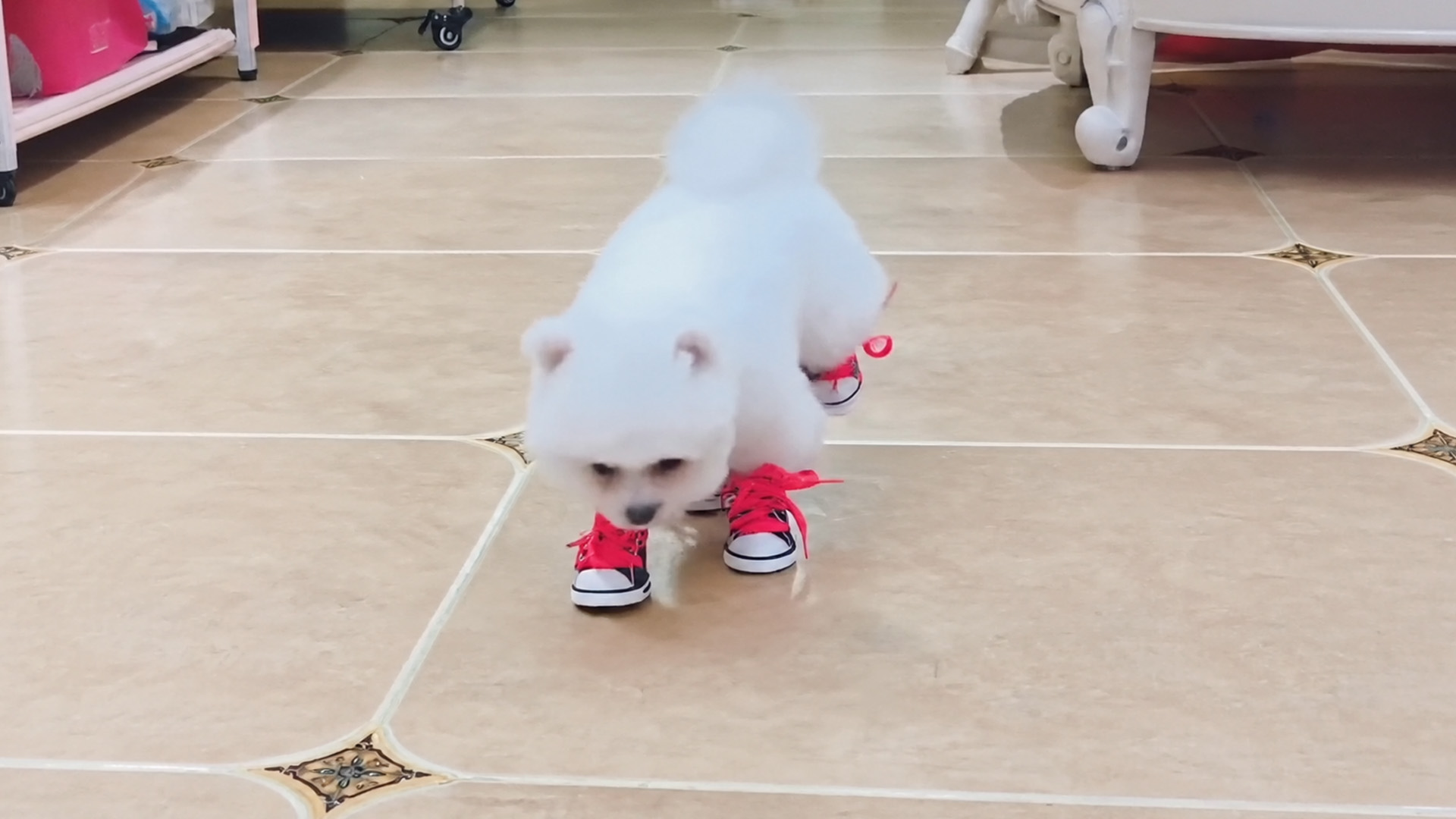 Witte pomeriaan loopt rond in kleine rode sneakers