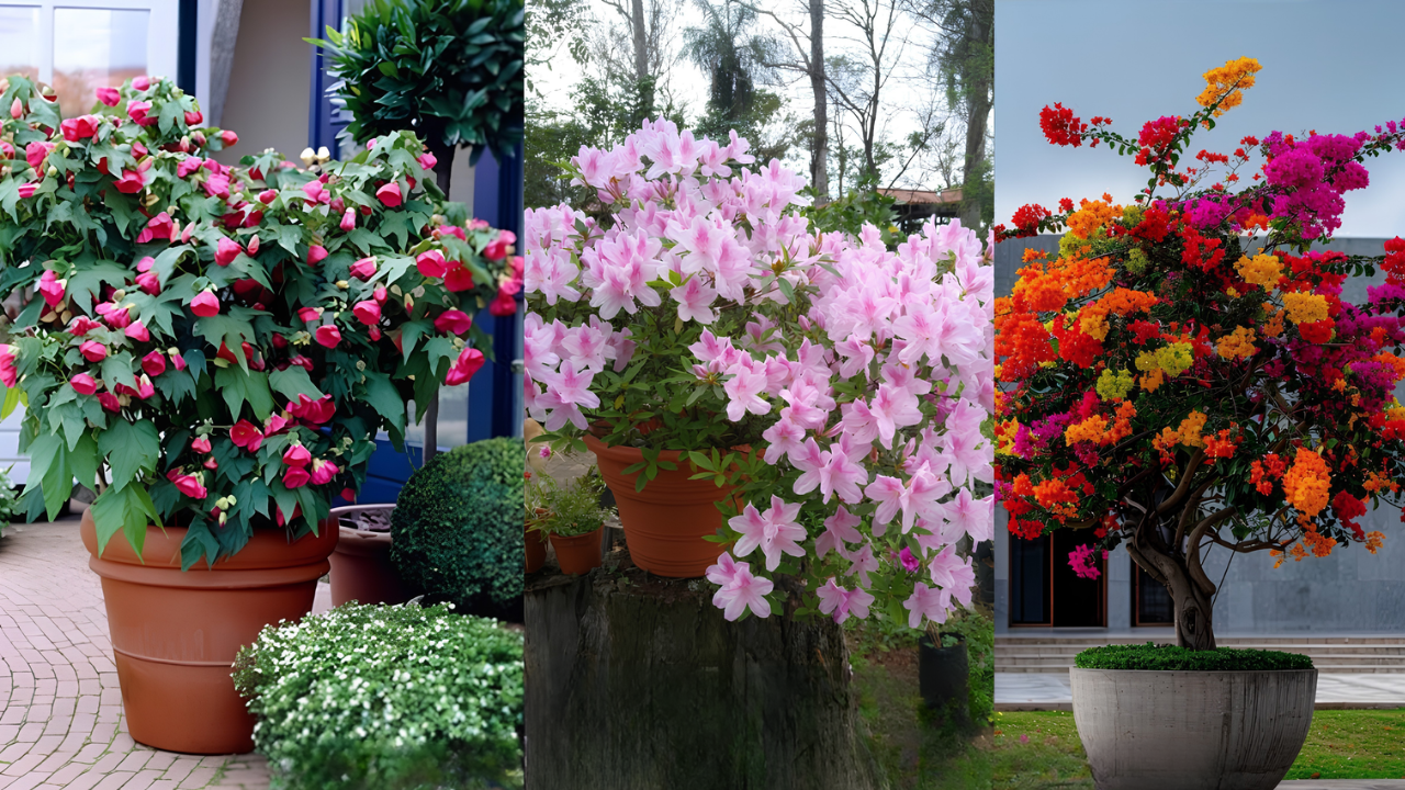 Container shrubs that add beauty and greenery to patios