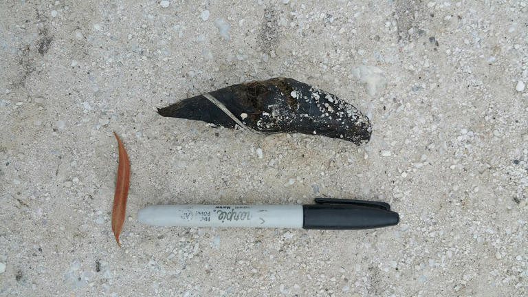 The power of poo: why conservationists love animal scat