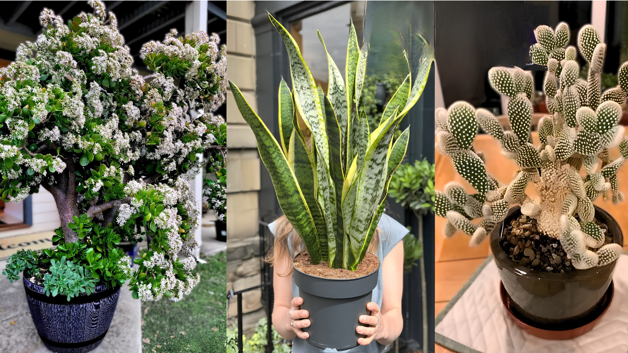 Succulents to match your zodiac sign and personality