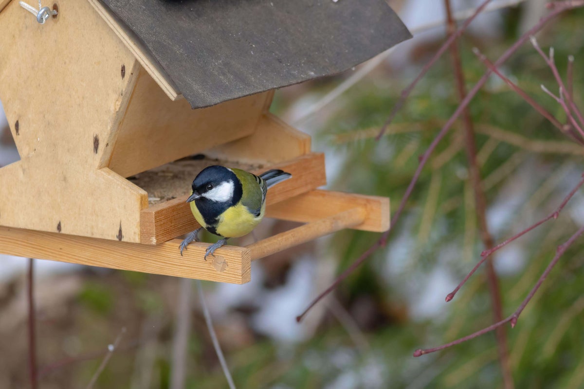 How gardeners can help birds survive through the winter