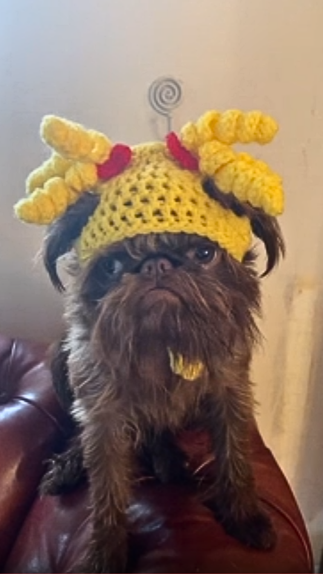 Grumpy Ewok pup has the funniest reaction