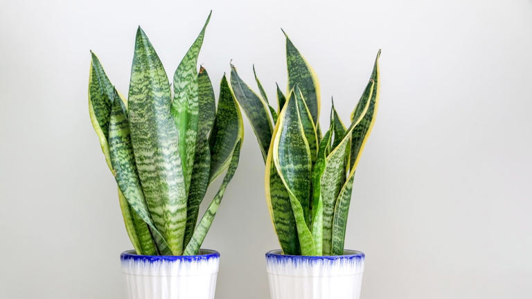 5 Things Your Snake Plant Needs in October to Strong It Glossy and ...