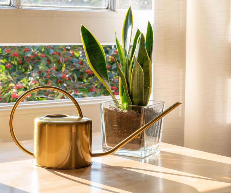 5 Things Your Snake Plant Needs in October to Strong It Glossy and ...