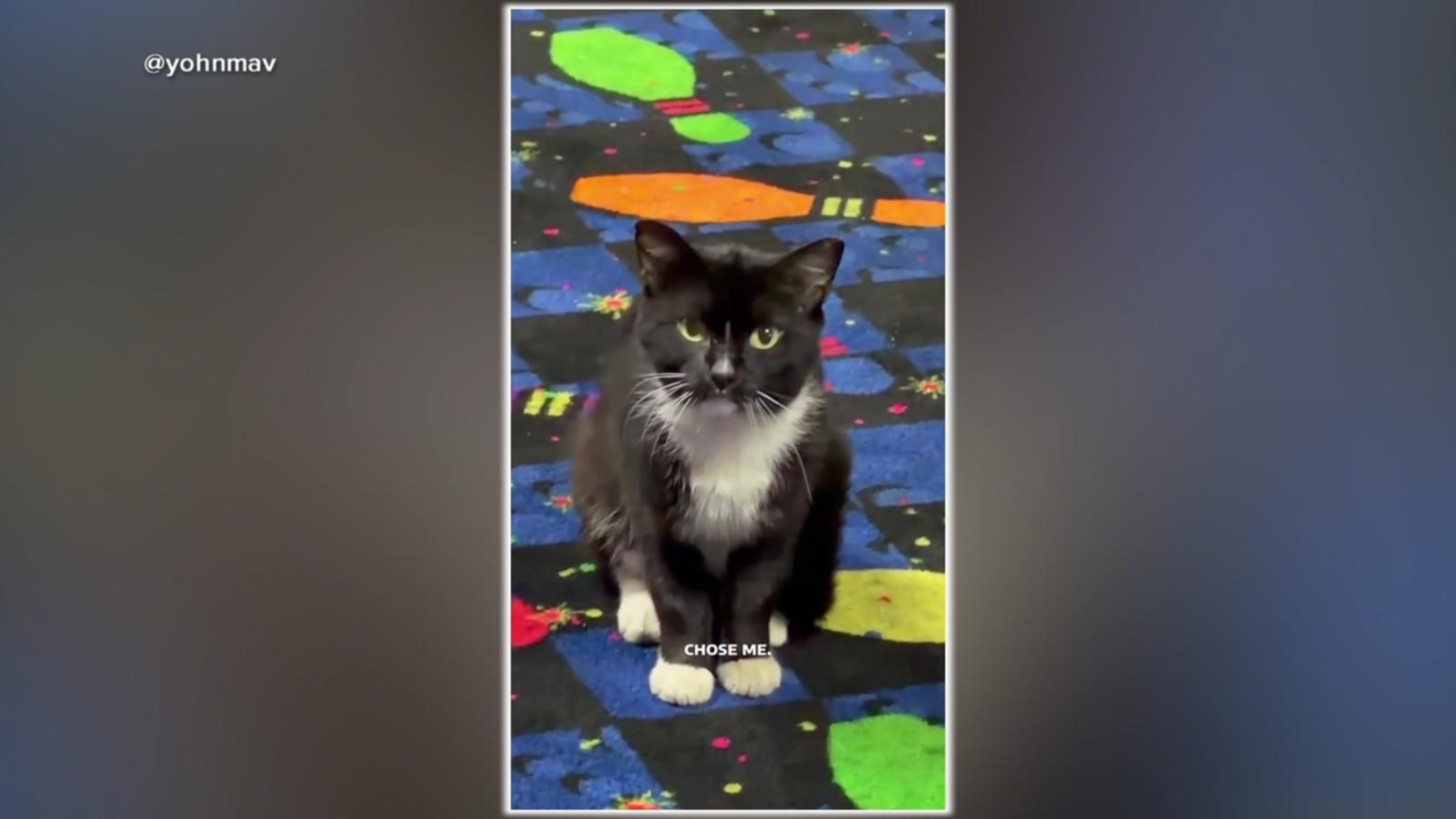 Stray kitty haunts bowling alley, gets adopted