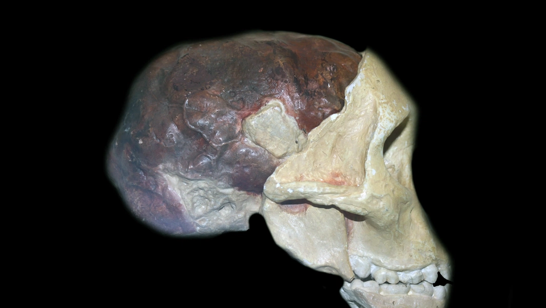 New study maps brain evolution from Australopithecus to Homo