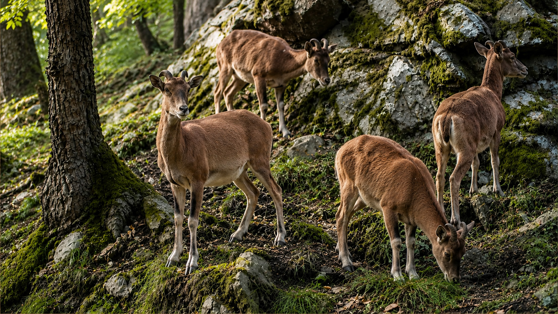 Four mouflon shared a rocky slope, but one noticed the camera