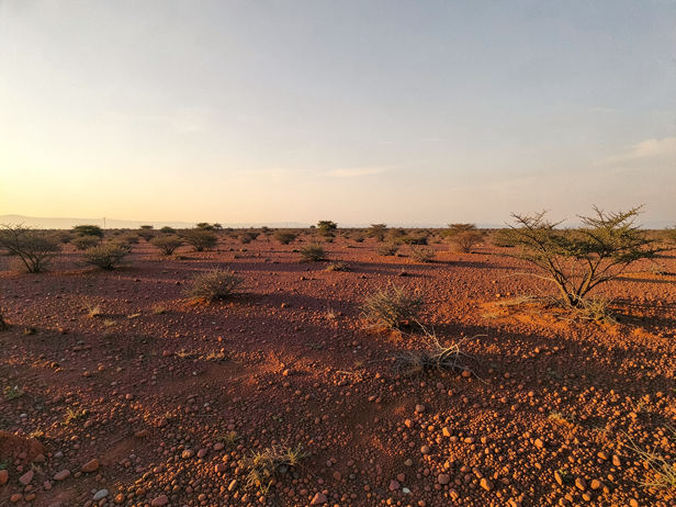 Indian courser and stone curlew: Birds that disappear when trees arrive