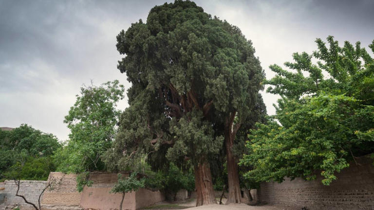 9 of the world’s oldest trees that have survived for thousands of years