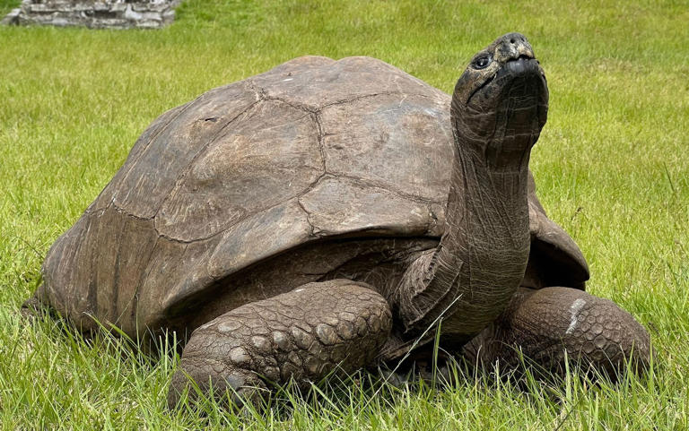 Mit 194 Jahren enthüllt Jonathan, die Schildkröte, Geheimnisse seiner DNA
