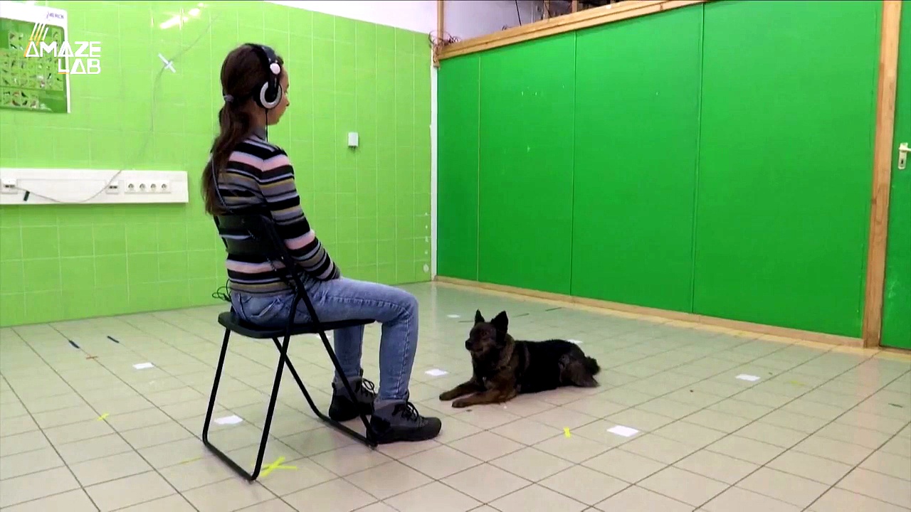 A closer look at why some dogs howl more than others