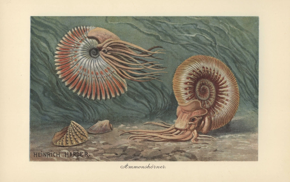 Global ammonite studies reveal rare survival and evolutionary twists