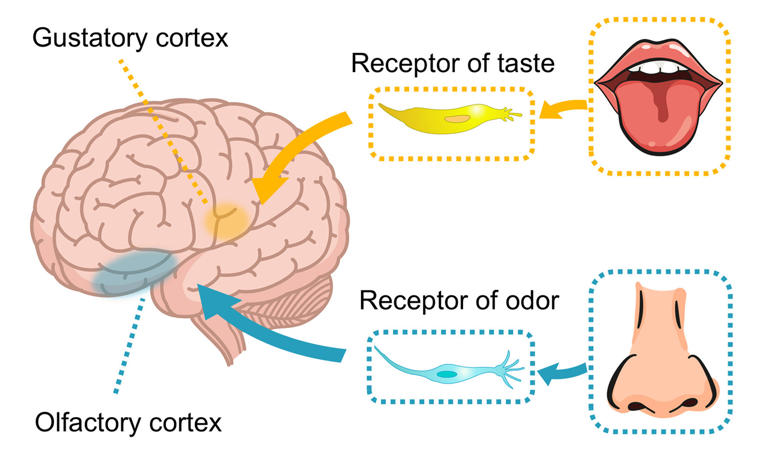 Scientists have figured out how to send smells over the internet, and ...