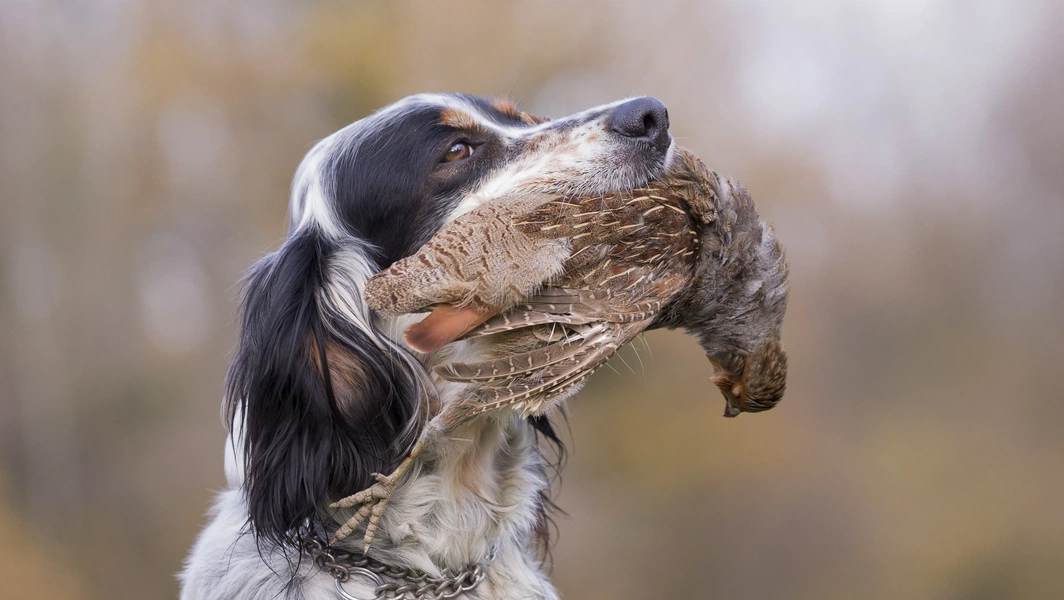 6 legendary hunting dogs with natural instincts