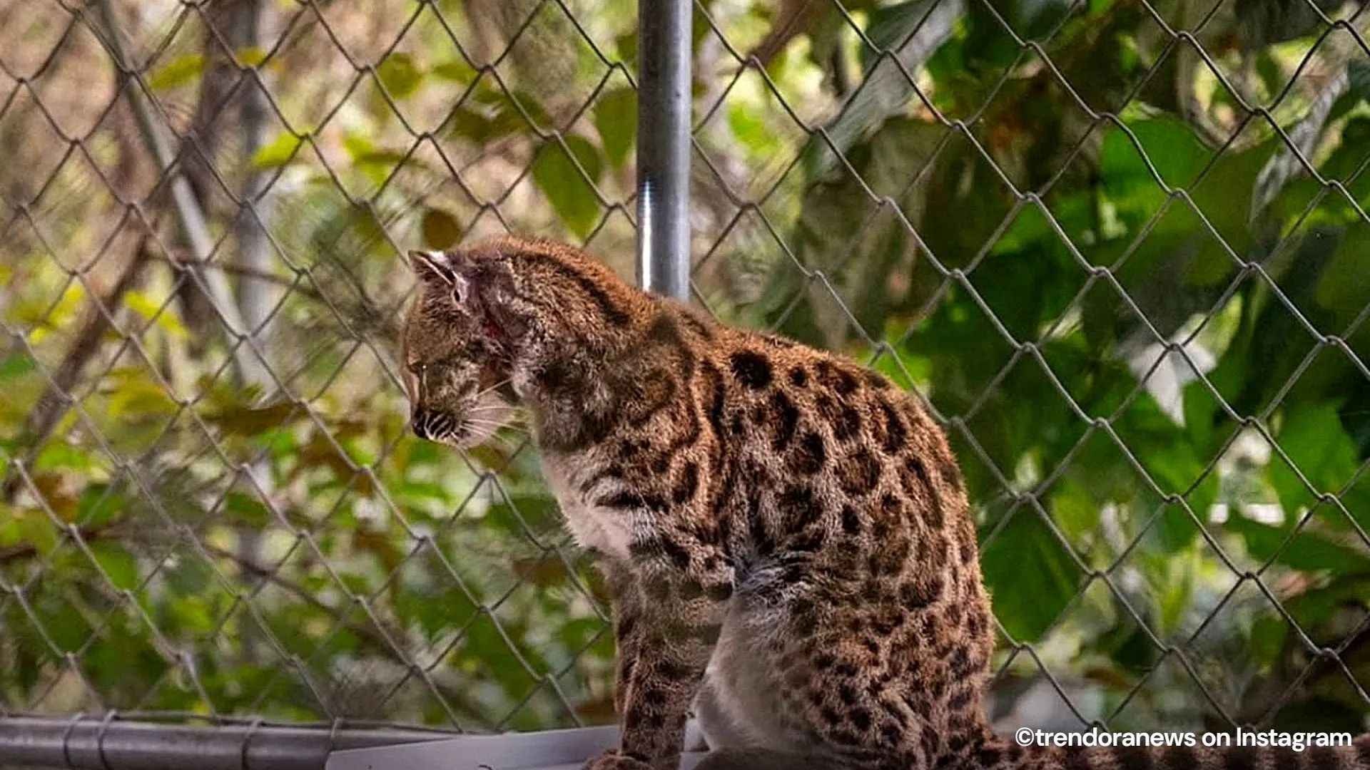 A rescued pet cat became the first new cat species in a century