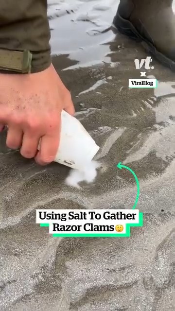 Using salt to gather razor clams ViralHog