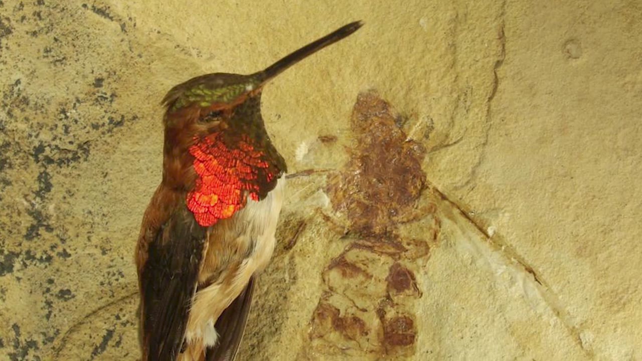Prehistoric ant queens found in Germany had wingspans of up to 16 ...