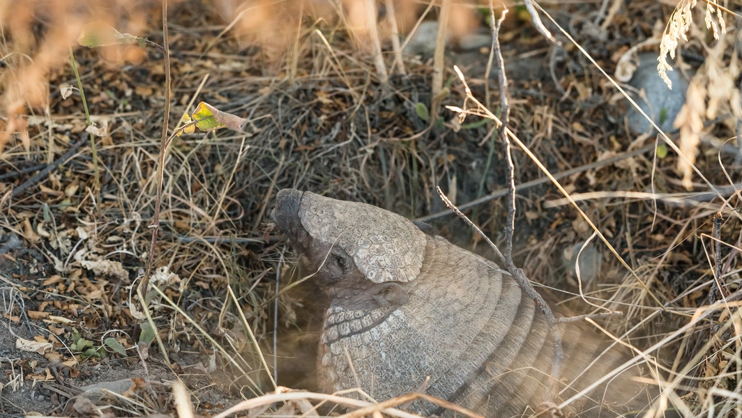 Identifying yard-digging animals