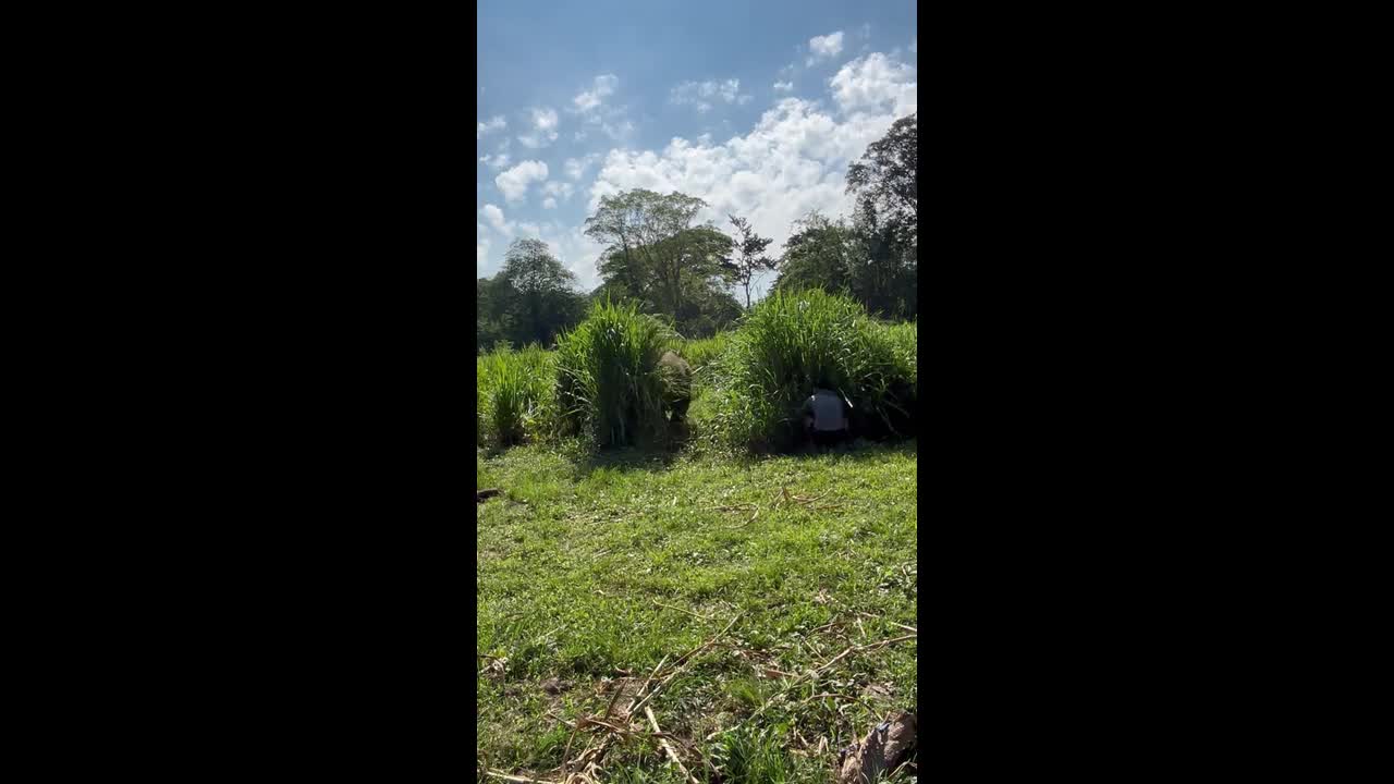 Baby elephant plays adorable game of hide-and-seek with keeper