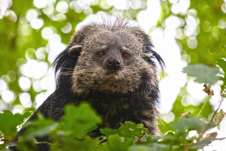 It's the size of a Labrador, looks like a bear crossed with a pet cat ...