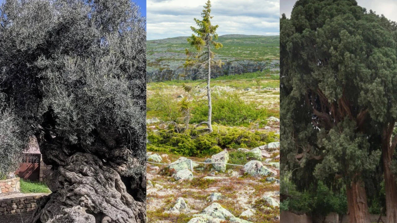 9 of the world’s oldest trees that have survived for thousands of years