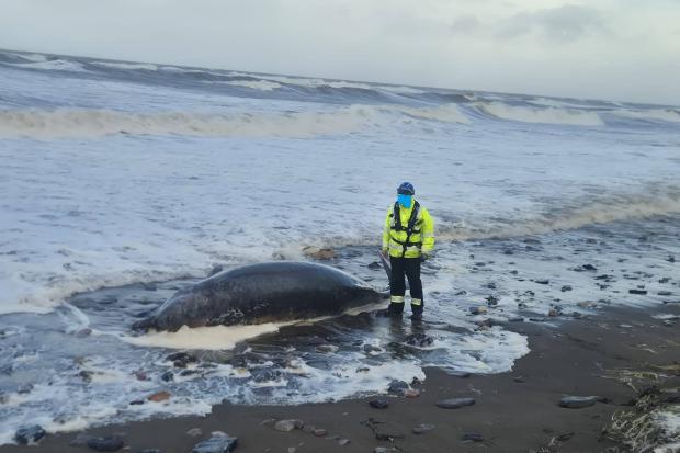 Dead whale washes up in Cumbrian beach as coastguards warn public not ...
