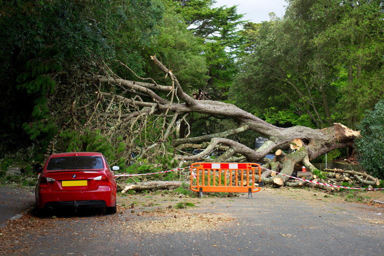 Marathon de Lille : un arbre s’abat sur le parcours en pleine course ...