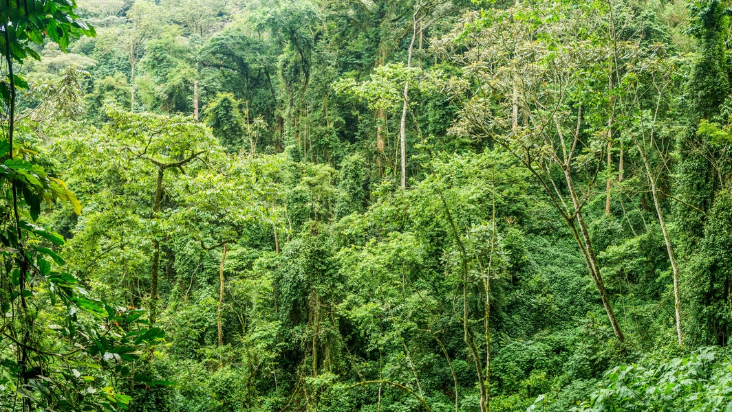 7 rain-soaked forest and wildlife scenes
