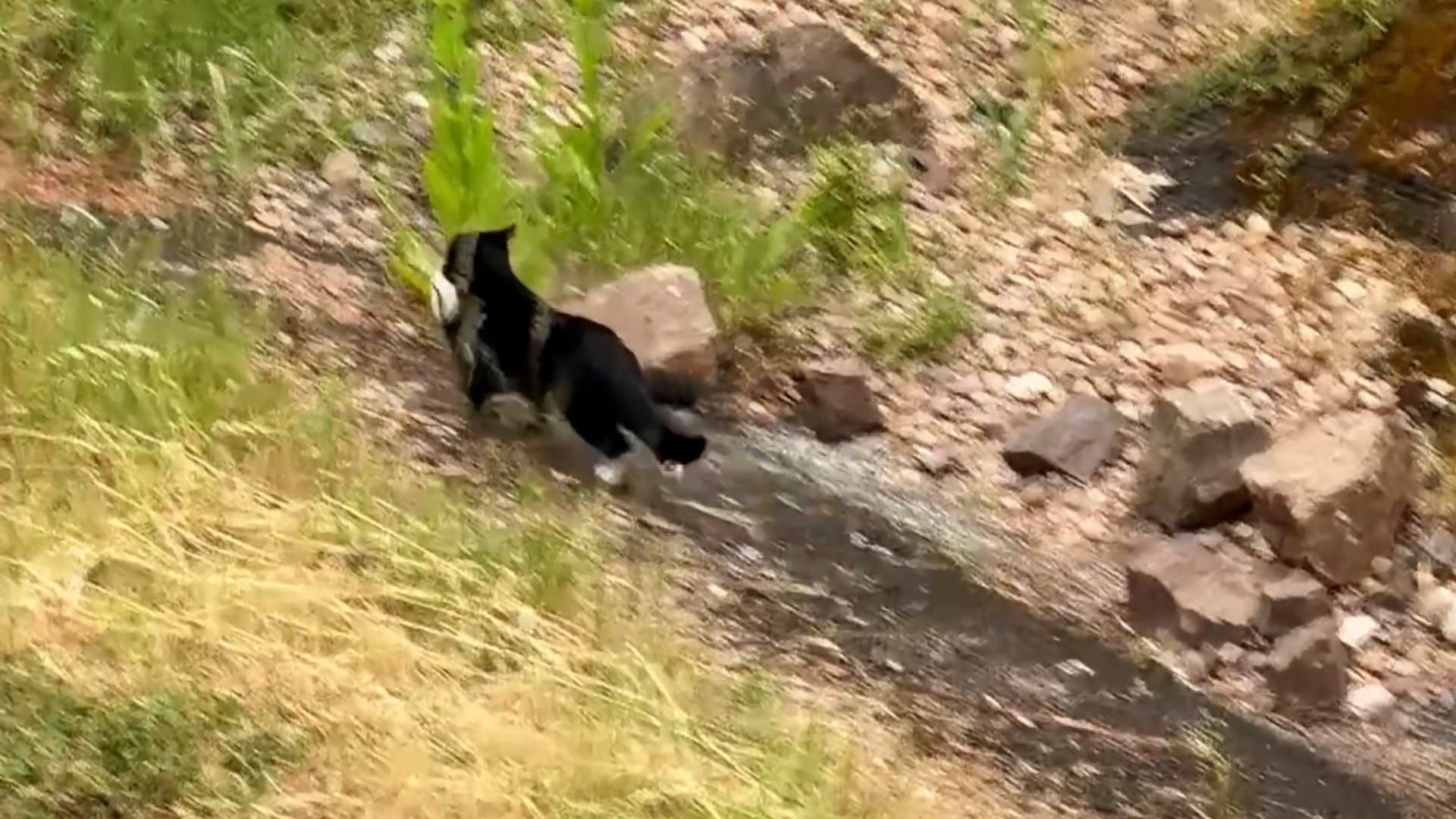 Vögel verbünden sich gegen Katze und zwingen sie in chaotischer ...