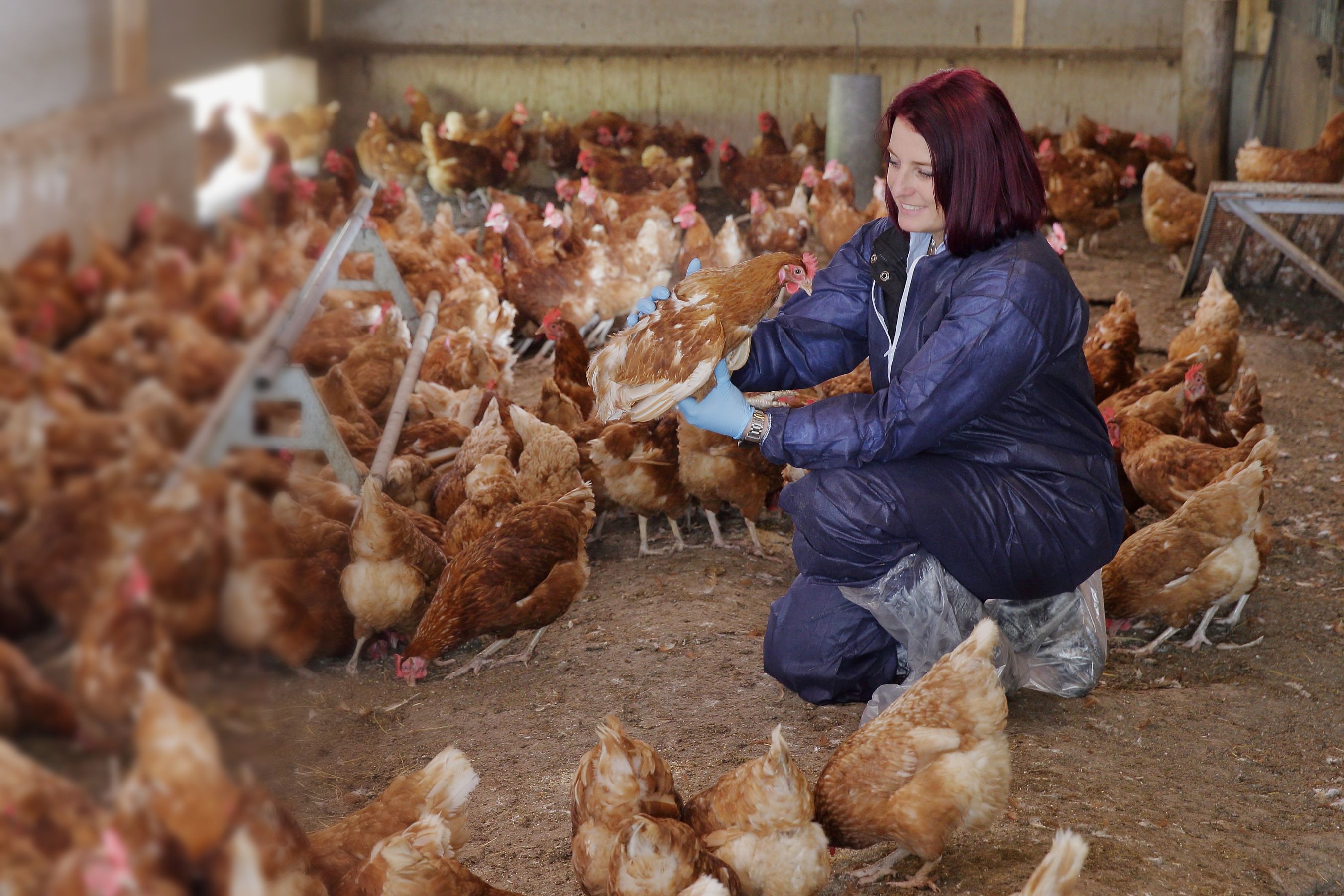 The veterinary practice continuing to shape poultry veterinary medicine ...