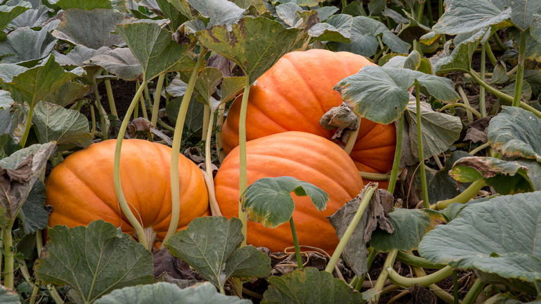 How to tell if your pumpkins are overcrowded (and how to fix it)