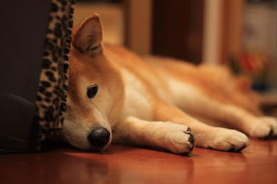 犬が『体調不良』のときにみせるサイン5選 治療が必要な状態かどうかを判断する方法まで