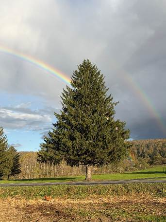 Towering Norway spruce from NY picked to be this year's Rockefeller ...
