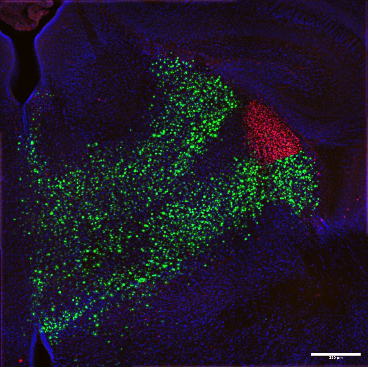 Multiomic atlas of the developing thalamus reveals how neuronal ...