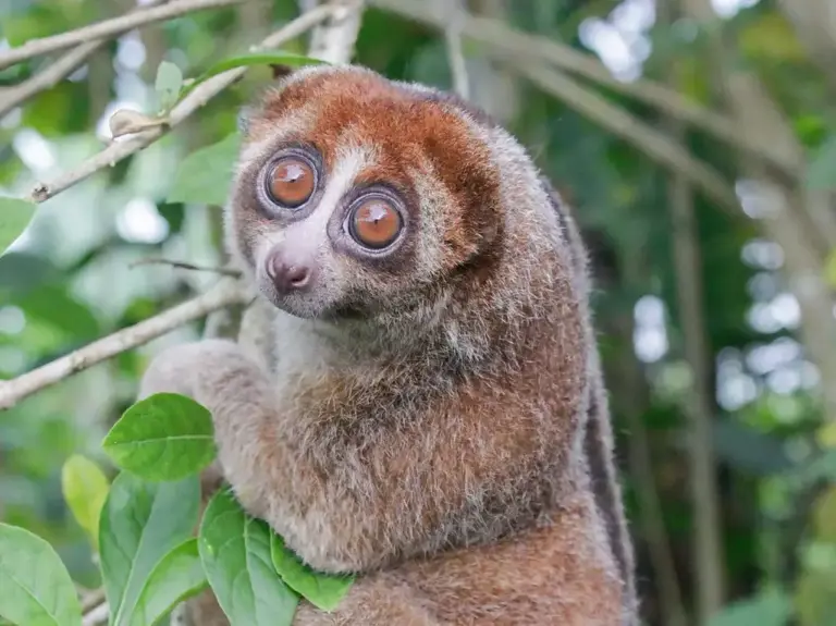 Scientists thought this venomous primate might be extinct. It was ...