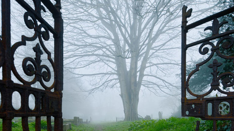 Dawn of the dead wood: How to spot zombie trees