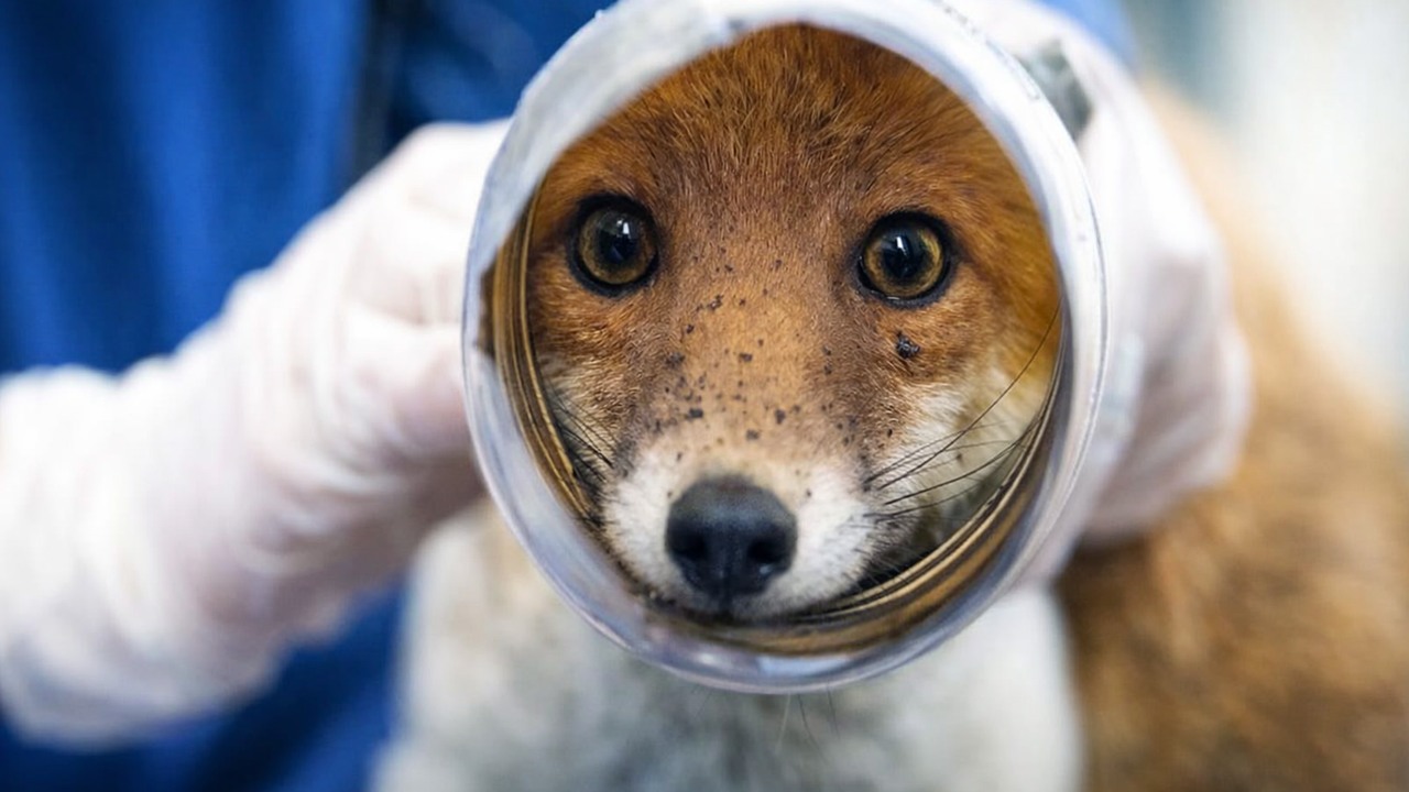 A baby fox got her head stuck inside a plastic bottle - rescuers had to ...