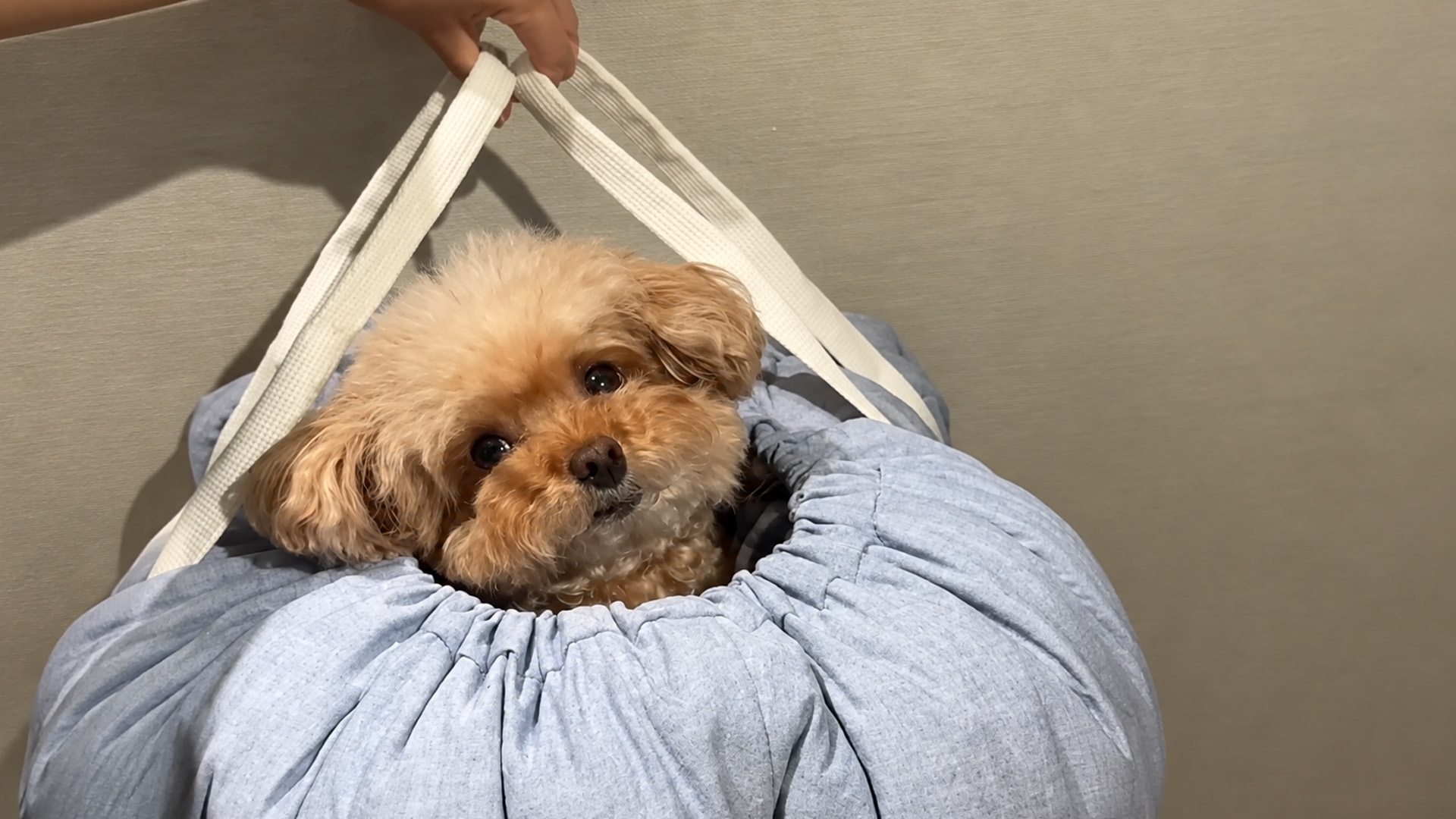 Fluffy toy poodle rests inside a soft blue pet carrier