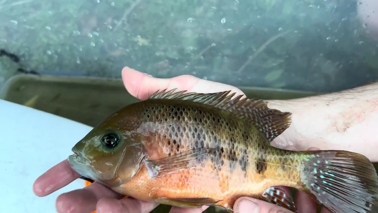 Large aquarium fish are caught in an abandoned pond