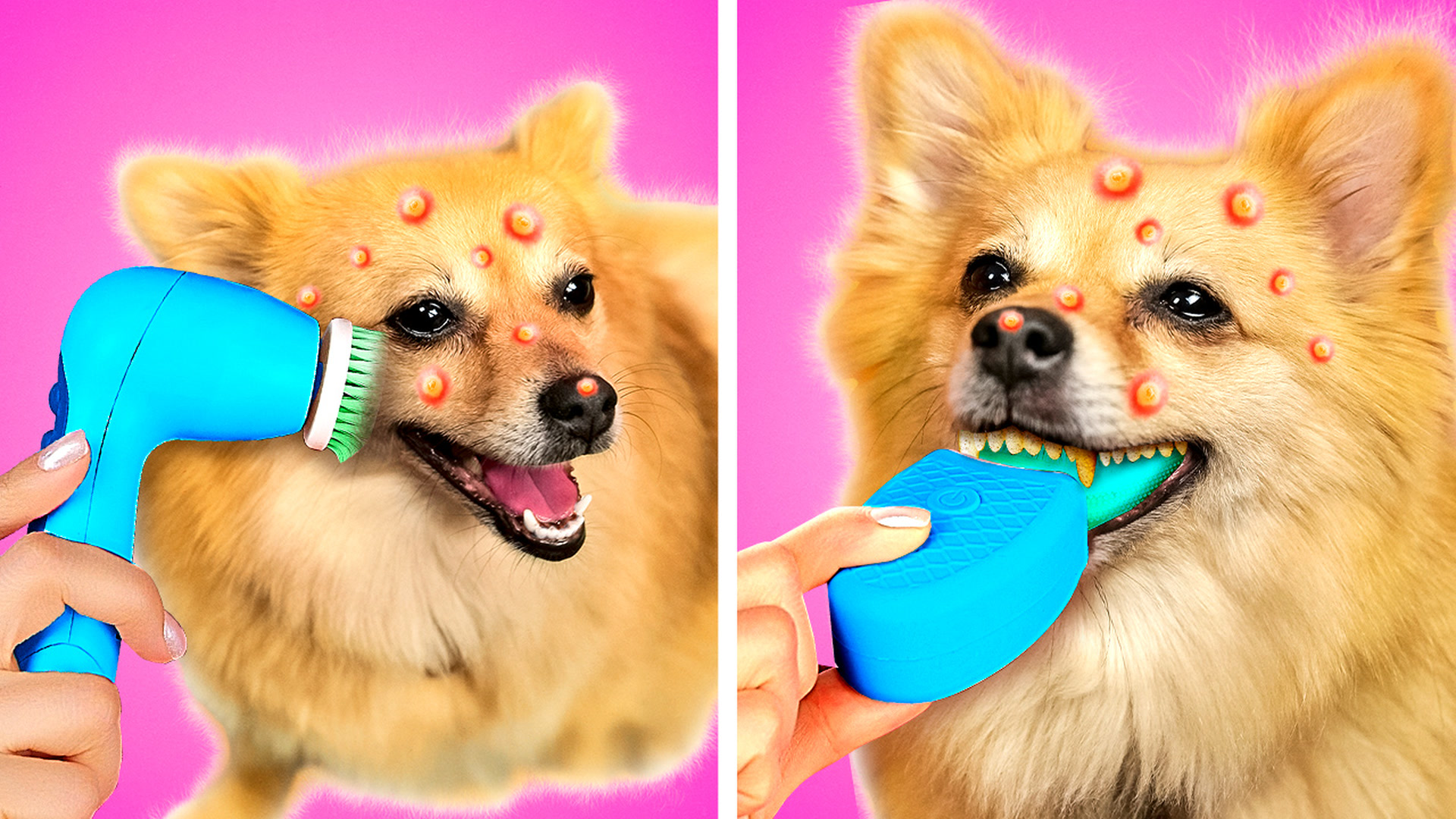 Virale Haustier-Hacks und Gadgets: Geniale Tricks für jeden Hundehalter