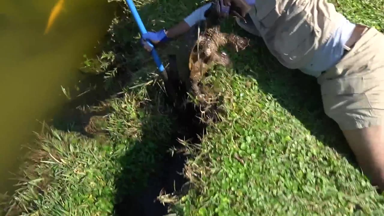 A turtle is removed from a muddy burrow beside an exotic fish pond