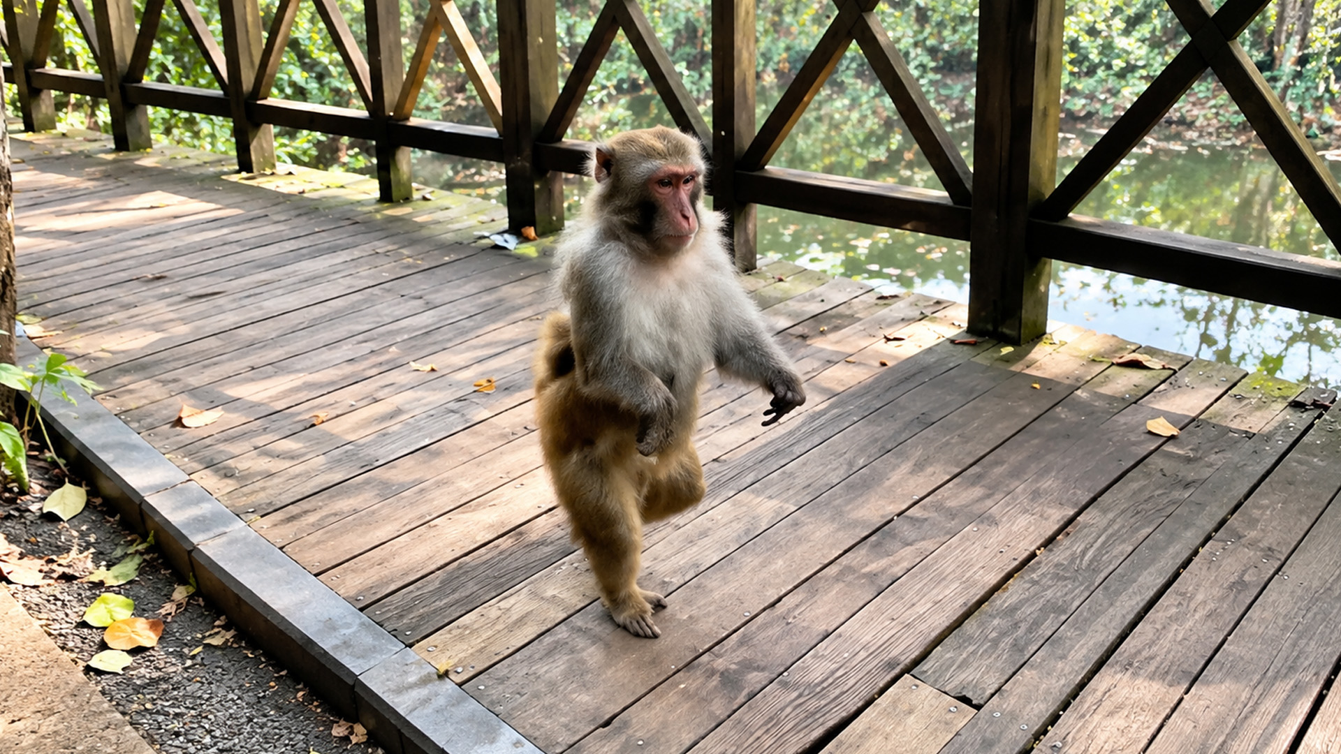 This monkey walks like a human on a wooden bridge