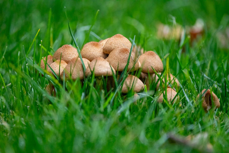 How to tell if your lawn is waterlogged – and 5 simple fixes, including ...
