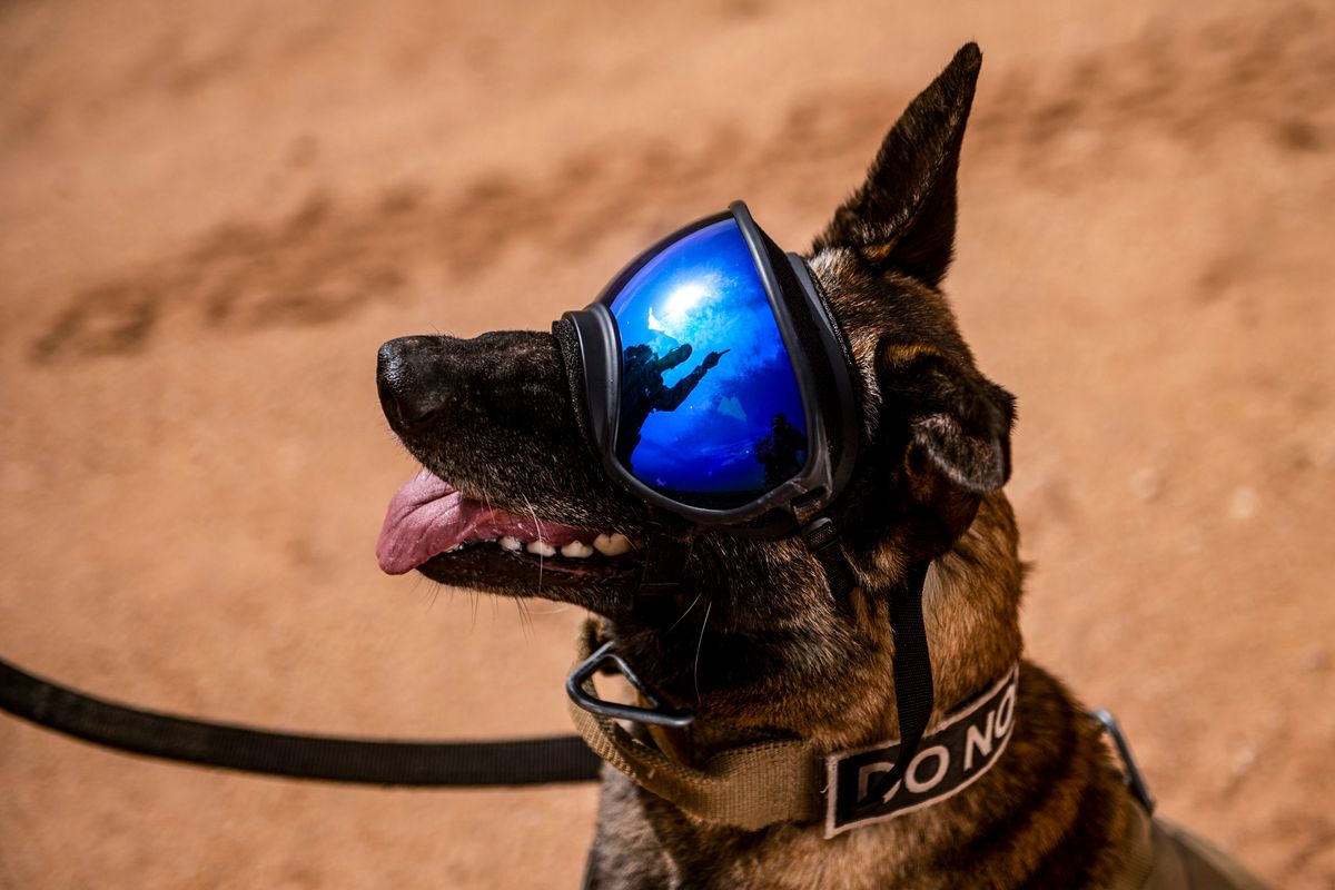 Genetically modified, tech-equipped dogs are coming to the US military ...
