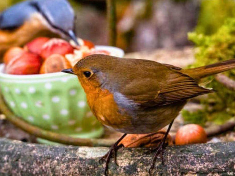 Robins will come into gardens every day if you replace seed with a ...