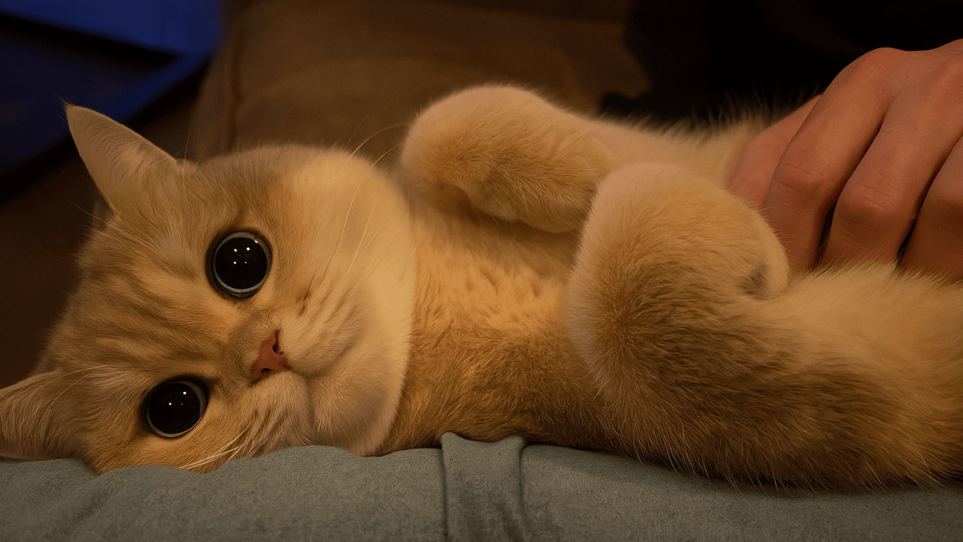 Cute cat relaxing while getting belly rubs