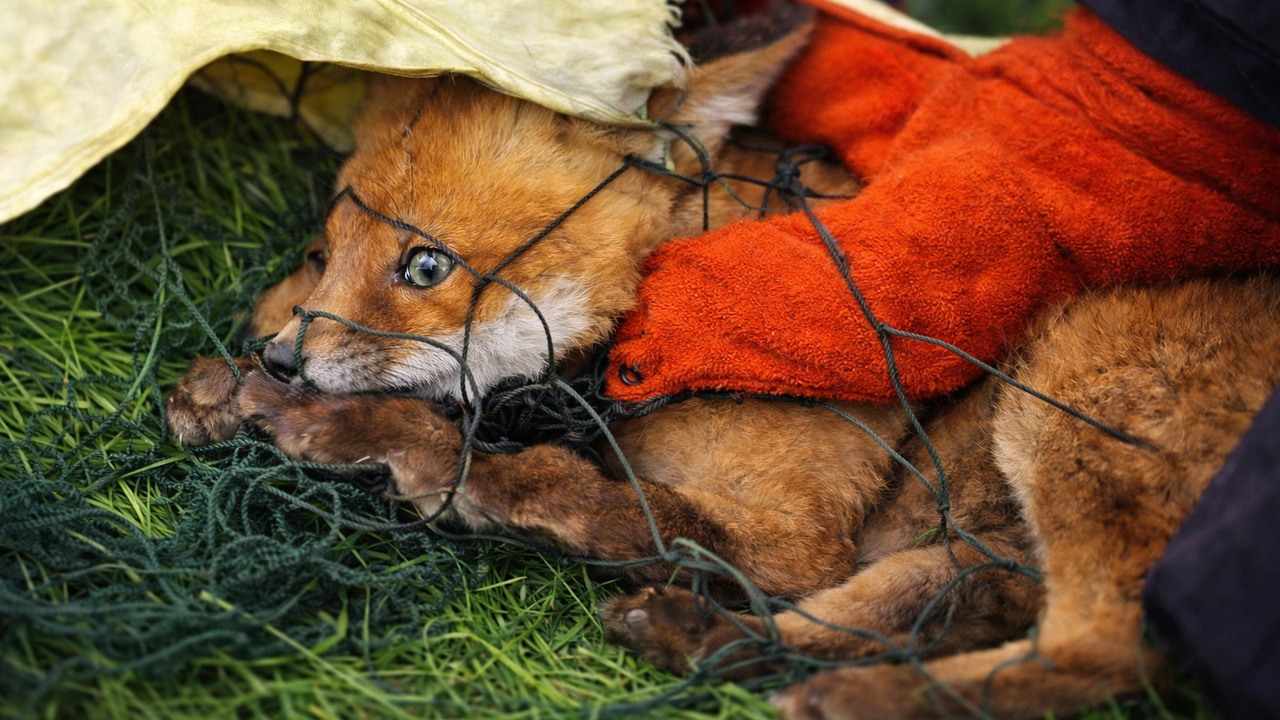 A baby fox was trapped in football netting for 3 hours — his mother ...