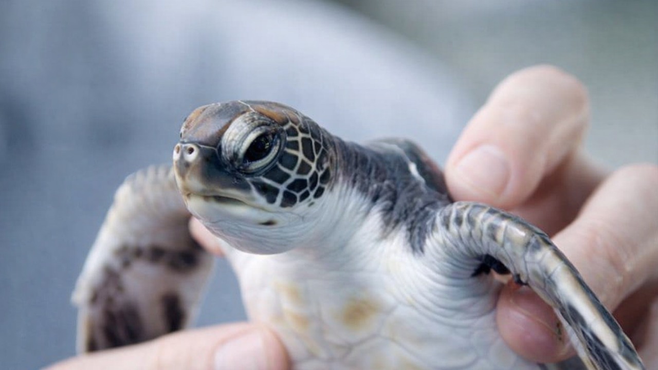 Forty baby sea turtles wander onto a family's porch instead of reaching ...